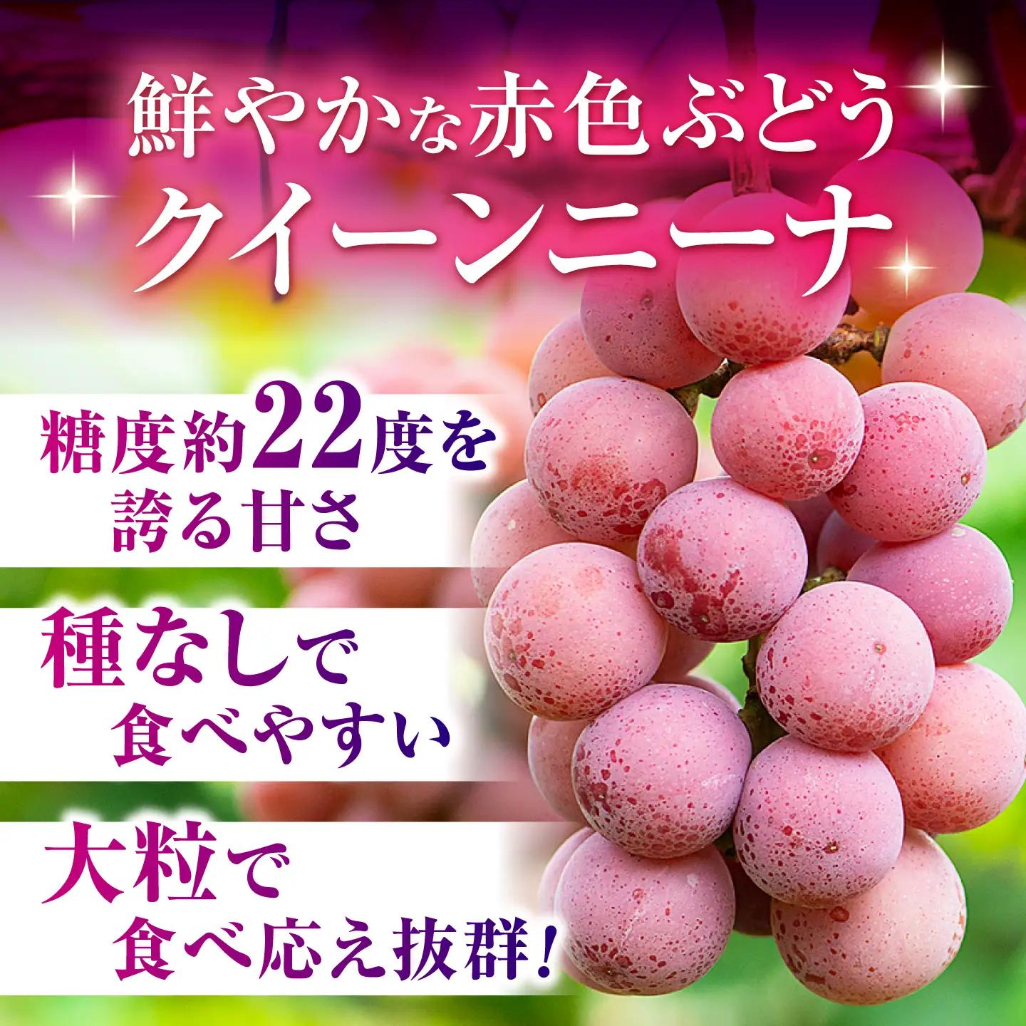 【2027年発送先行予約】【2回定期便】　訳あり クイーンニーナ ぶどう 切り落とし 約700g  【合同会社 社方園】[ZBZ044]