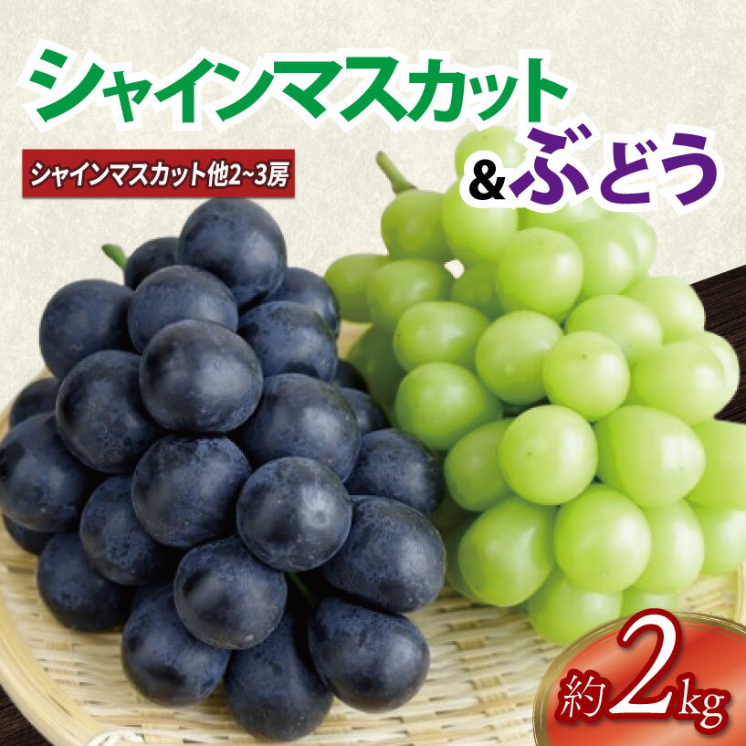 【ふるさと納税】 ぶどう 詰め合わせ 2kg シャインマスカット 1房 他種の ぶどう 2房 ～ 3房 マスカット ますかっと ぶどう ブドウ 葡萄 大粒 皮ごと 果物 くだもの フルーツ 旬 2025年9月上旬 ～ 中旬発送予定 先行予約 徳島県 吉野川市