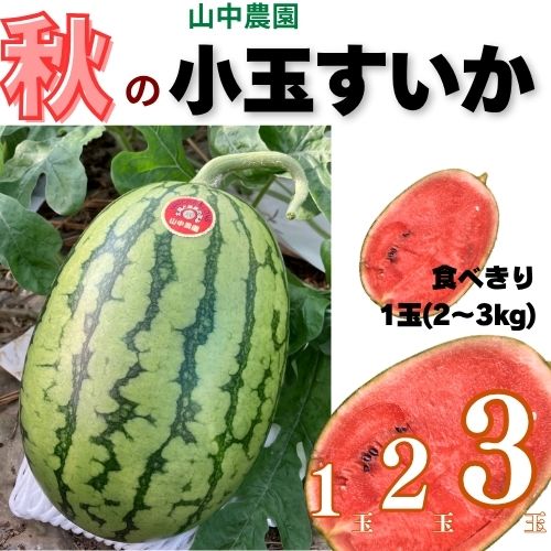 【ふるさと納税】【10月中旬～順次発送】山中農園の小玉スイカ 【姫まくら】（1玉or2玉or3玉) 1玉 2玉 3玉 フルーツ 季節限定 秋 産地直送 完熟 甘い こだま 西瓜 すいか 山中農園/高知県 奈半利町