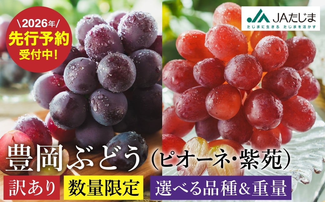 
            【2026年先行予約】数量限定 訳あり 豊岡ぶどう 選べる品種 ピオーネ・紫苑  選べる内容量 2・4・6・8パック / 1パック約300g   ピオーネ 紫苑 しえん ブドウ 葡萄 訳ありぶどう 大粒 強い甘み 爽やかな酸味 新鮮 果物 産地直送 くだもの フルーツ ふるさと納税 豊岡市 豊岡ぶどう
          