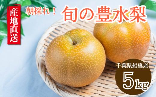 【2025年産】船橋のなし 豊水 5kg 5L 9～10玉 梨 千葉県 船橋市産 高品質 先行予約 桜井農園