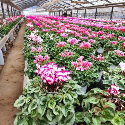 ふるさと納税 那珂市 シクラメン 6号鉢(ピンク系) |  | 02