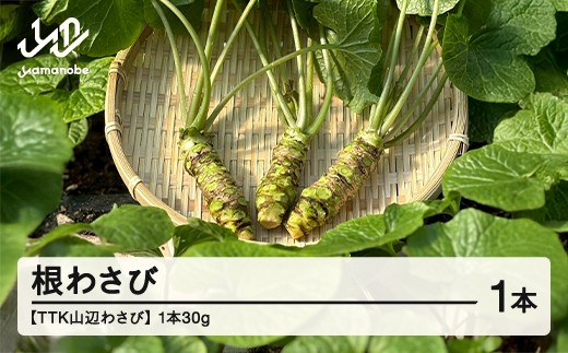 【TTK山辺わさび】根わさび 1本(30g) 山形 山辺 送料無料 tk-nwxx30 ※沖縄・離島への配送不可