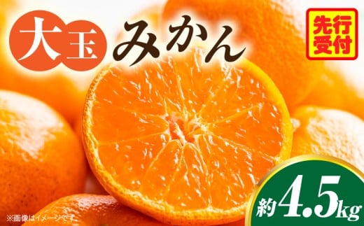 大玉みかん約4.5kg | 大玉みかん 大玉 みかん ミカン 蜜柑 オレンジ 柑橘 柑橘系 果物 フルーツ 青果 おすすめ お取り寄せ ギフト 香川県 三木町  |_mk006-055