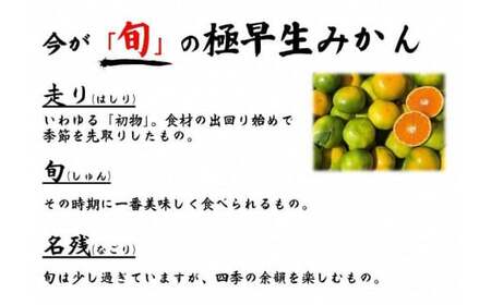 【先行予約】湯の花 極早生温州みかん３kg　【早生 極早生 温州 みかん 果物 果物 フルーツ 旬 柑橘 甘い 新鮮 伊豆 南伊豆 】
