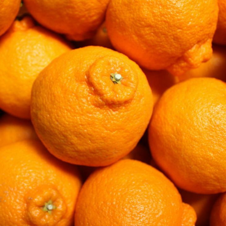 ZD7000_【お味濃厚】紀州有田産 の 大玉 デコポン 5kg (12玉～15玉入り・青秀以上)_イメージ3