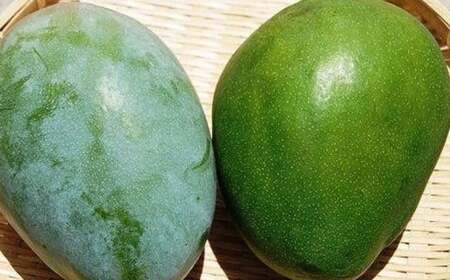 眞ちゃん自慢のキーツマンゴー　約2kg（2～3玉）2026年発送 甘い キーツマンゴー 濃厚 マンゴー トロピカル 農家直送 希少 デザート フルーツ キーツ あまい おいしい ジューシー 南国 高級