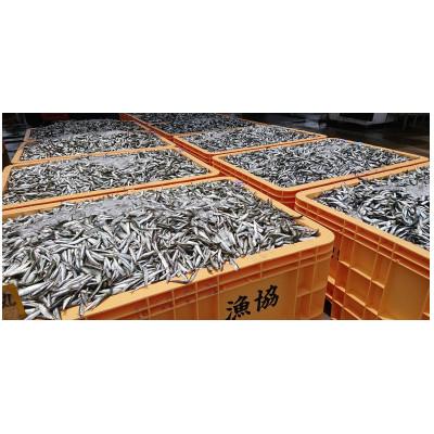 ふるさと納税 南知多町 真いわし甘露煮 佃煮 150g(5〜7尾)×5P 豊浜産イワシ つくだ煮街道 |  | 02