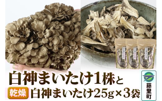 白神まいたけ＆【乾燥】白神まいたけ セット（白神まいたけ×1株、【乾燥】白神まいたけ 25g×3袋） 舞茸