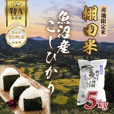 ふるさと納税 十日町市 棚田米 魚沼産 コシヒカリ 5kg 新潟県 十日町市 松代地区限定米 | 