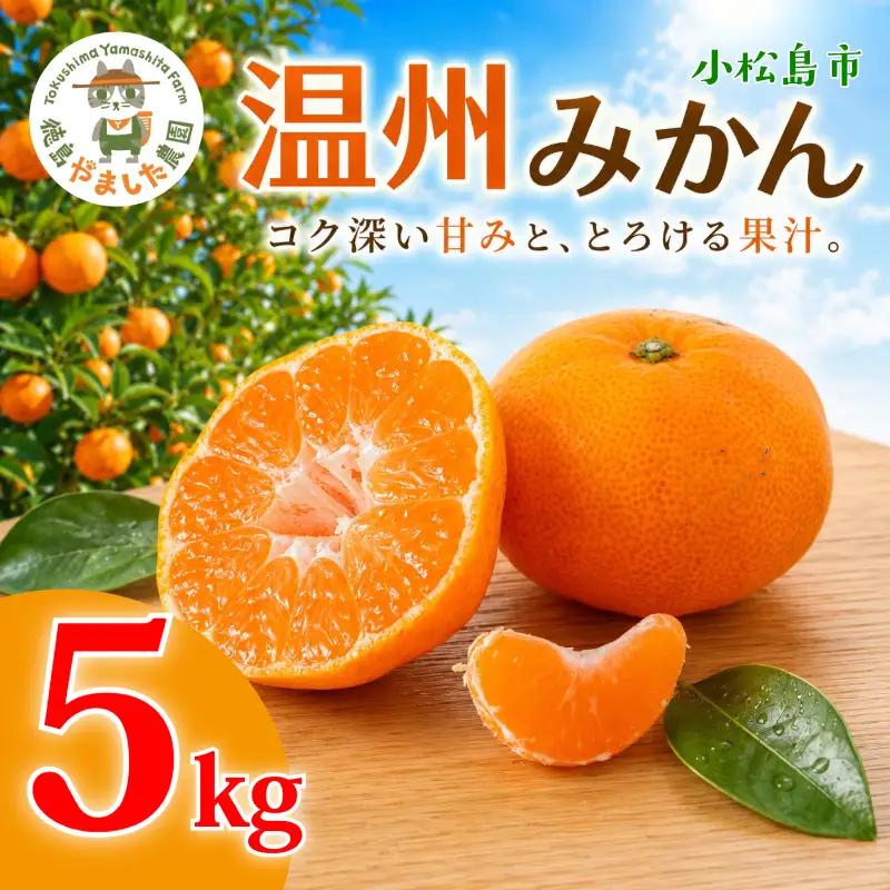 【2026年12月順次発送】 温州みかん 5kg 完熟 みかん