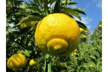 B51-12 はるか（約4.5㎏）