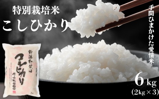 米 コシヒカリ 特別栽培米 計6kg 2kg × 3袋 特別栽培 令和7年産 7年産 新潟県産 お米 白米 ご飯 精米 玄米 おにぎり 弁当 個包装 小分け プレゼント ギフト 贈答 のし 佐々木耕起 佐々木こうき 佐々木耕起組合 新潟県 新発田市 sasakikoki004