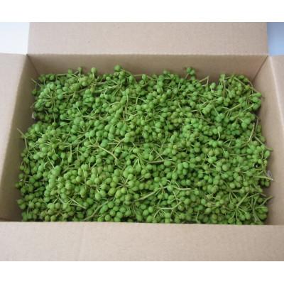 ふるさと納税 紀美野町 ぶどう生実山椒500g×1 |  | 03