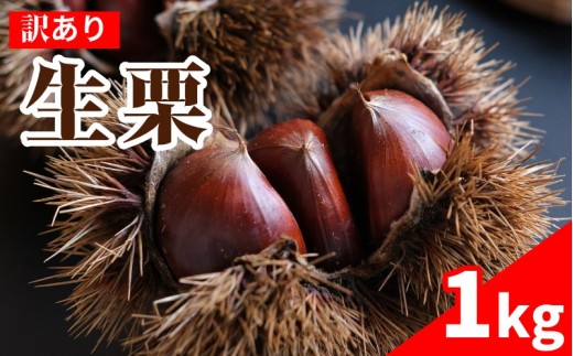 【 訳あり】 栗 1kg 国産 生栗 L LLサイズ 品種無選別 家庭用 訳あり栗 秋の味覚 栗ご飯 渋皮煮 甘露煮 焼き栗 くり クリ お菓子作り 旬
