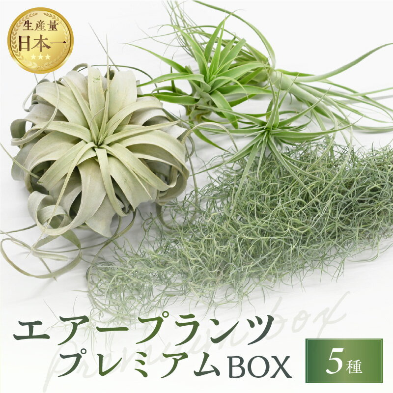 【ふるさと納税】【高評価★4.75 高レビュー★】生産量日本一 南紀グリーンハウス エアープランツプレミアムBOX 希少種 5種セット【丈夫で育てやすく、インテリアにもおすすめです】