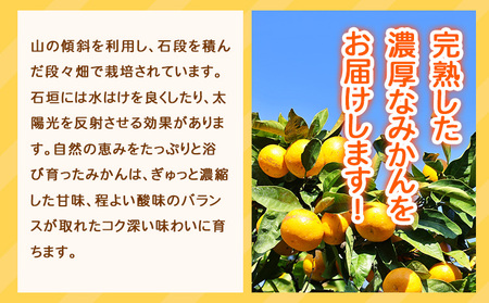 みかん 赤秀品 濃厚完熟温州みかん 約3kg