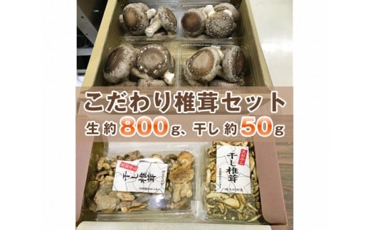 
No.005 行田産こだわり椎茸セット（生椎茸・干し椎茸） ／ きのこ しいたけ シイタケ 埼玉県
