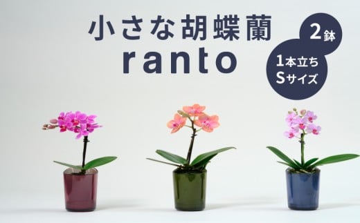 小さな 胡蝶蘭 1本立ち 鉢 付き 2鉢 ranto Sサイズ 飾るだけ 手軽 ミディー胡蝶蘭 花 お花 華 観葉植物 植物 コンパクト 小さめ 鑑賞 インテリア 贈答 記念日 ギフト プレゼント お祝い 祝い 誕生日 還暦 米寿 お歳暮 お中元 贈り物 母の日 千葉県 旭市 椎名洋ラン園 sye010