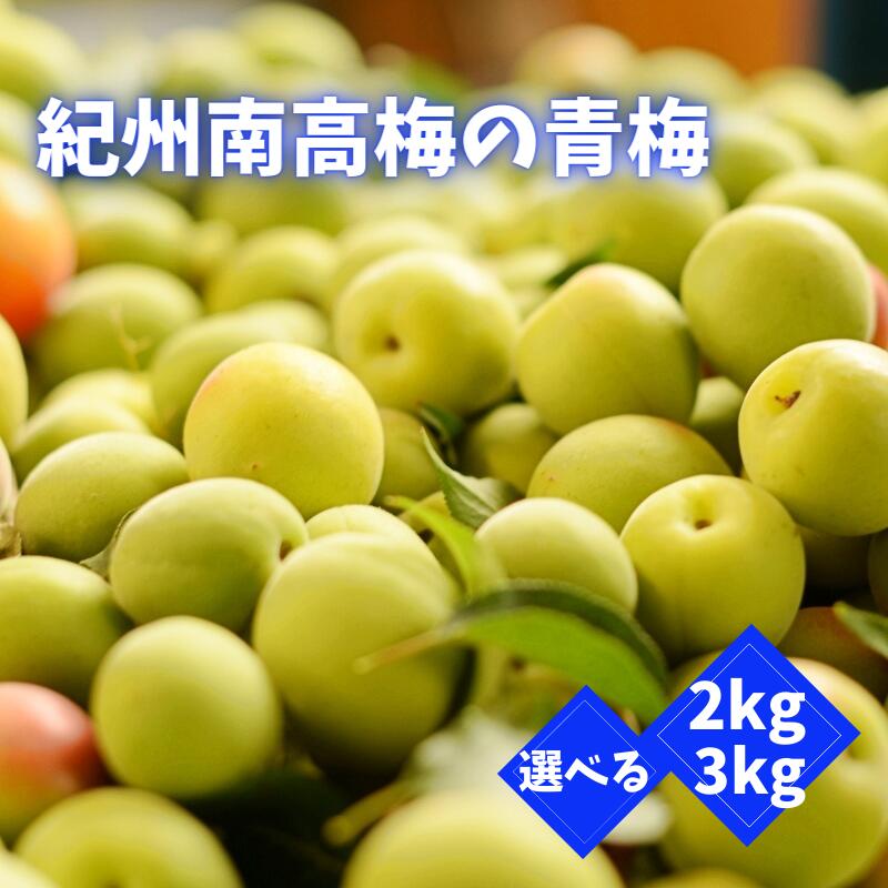 【ふるさと納税】【先行予約】紀州南高梅の青梅 【選べる容量2kg 3kg】 ※2026年6月上旬以降随時発送予定 / 和歌山 田辺市 紀州南高梅 南高梅 梅干し 梅干 梅 うめ 青梅 梅シロップ 梅酒