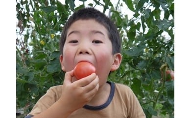 
【010-07】アルプスイーナちゃん　トマト（4キロ箱入り）
