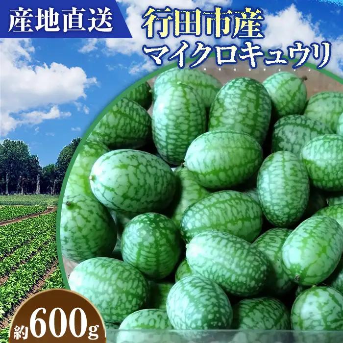【産地直送】行田市産マイクロキュウリ 600g No.395
