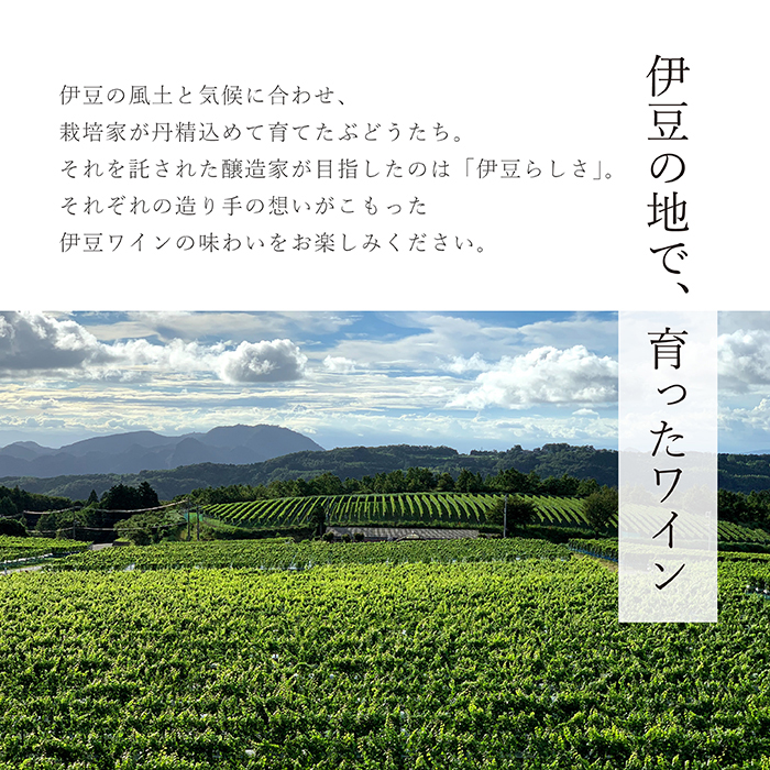 【日本ワインコンクール2025 銅賞】伊豆シャルドネ-プレミアム-2023（化粧箱入り）1本 750ml | ワイン 白ワイン Wine わいん ギフト 贈答 静岡 伊豆 | 023-005