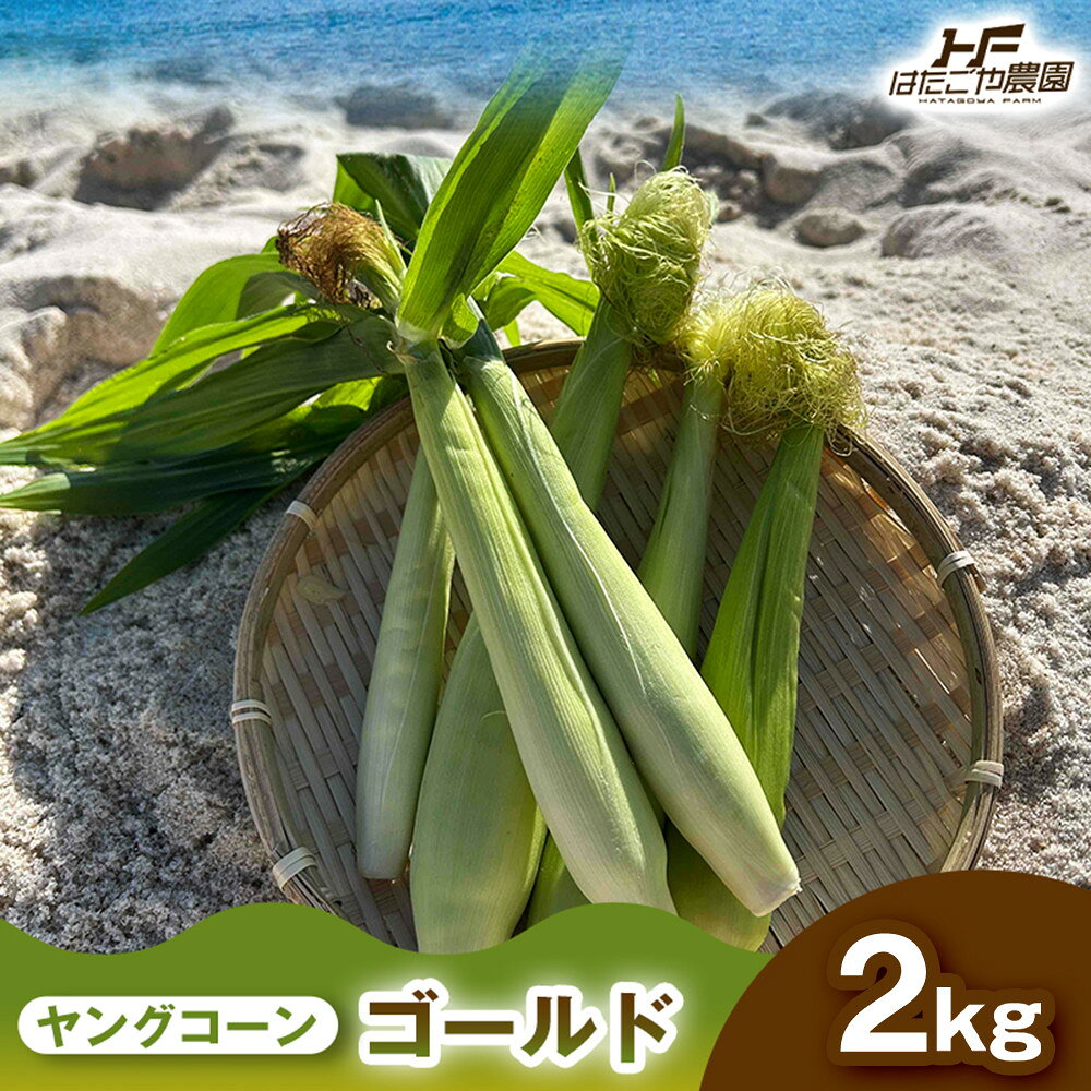 【ふるさと納税】【選べる容量】［食卓を彩る希少な季節野菜］潮風ベイビー 2kg or 4.5kg ヤングコーン ゴールド ベビーコーン グリル 付け合わせ野菜 BBQ 焼き野菜 和歌山県 白浜町 | 野菜 やさい 食品 人気 おすすめ 送料無料 産地直送