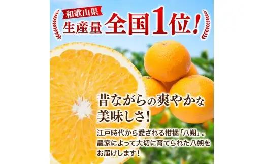 厳選はっさく10kg+250g（傷み補償分）/ 晩柑 柑橘 フルーツ 新鮮 苦味 コク 農家直送 ジューシー みかん 和歌山 果汁   八朔みかん ハッサク 密柑 くだもの ※2027年1月〜4月下旬