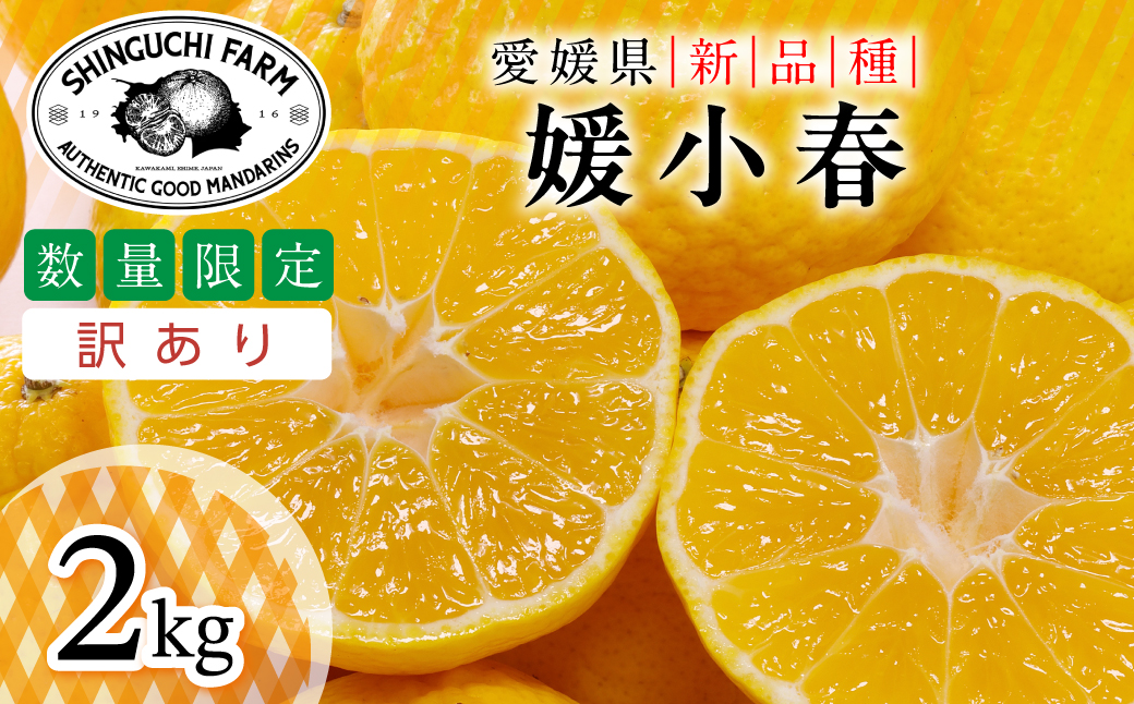 【先行受付】2027年発送!五代目が厳選した【訳あり】媛小春 2kg【A70-161】【1710481】 YWTK160
