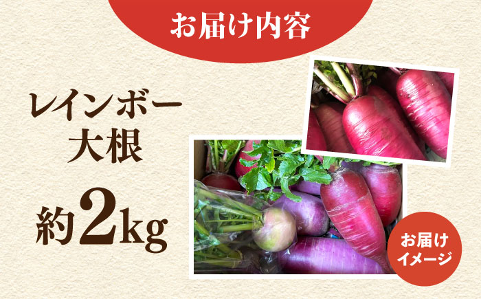【先行予約】レインボー　大根　約2kg（10月～2月）【鈴也ファーム】 [AKCE015]