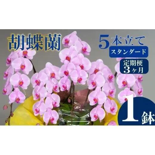 【定期便3ヶ月】 胡蝶蘭 5本立て ピンク スタンダード 花 はな お花 日付指定 記念日 お祝い プレゼント ギフト 贈答 贈り物 選べる カラー ラッピング 鉢花 鉢植え 洋蘭 洋ラン 冠婚葬祭 蘭 らん 新築祝い 豪華 華 華やか はなやか 敬老 誕生日 人気 ランキング おいわい 開店祝い 開業祝い こちょうらん きねんび 四国 生産数 一位 1位 いちい ふるさと納税 大輪 産地直送