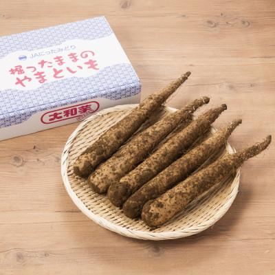 ふるさと納税 太田市 掘ったままの大和芋　約2kg×2ケース