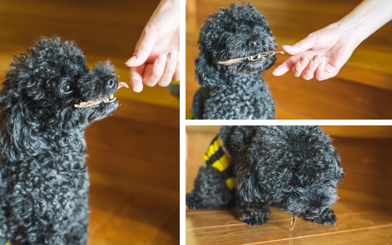 大型犬はもちろん、小型のワンちゃんでもこの食らいつきよう！
普段のご飯を食べなくなる場合もあるので、少しずつあげてくださいね