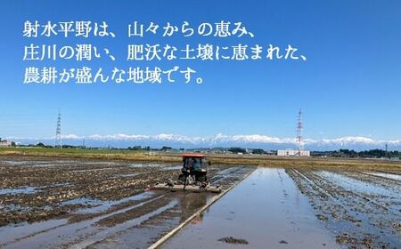 【3ヶ月定期便】【射水市】【射水の美味しいお米】若竹のお米 R8年度産てんたかく5kg | 新米 先行予約 令和8年産米 ブランド米 銘柄米 こめ 白米 富山県 ※離島への配送不可 ※2026年9月上