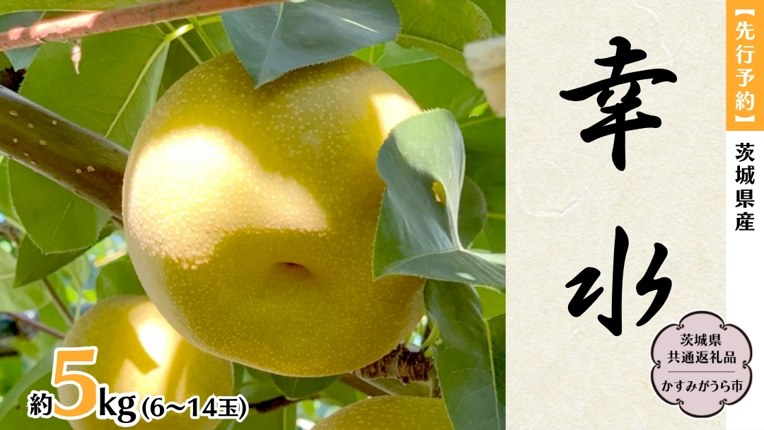 【 先行予約 】 茨城県産 梨 幸水 約5kg 6玉～14玉 (茨城県共通返礼品 かすみがうら市) (2025年8月上旬発送開始) 産地直送 久保田果樹園 フルーツ 甘い 直送 茨城 限定 ギフト 梨 幸水 こうすい 果物 [DH001sa]