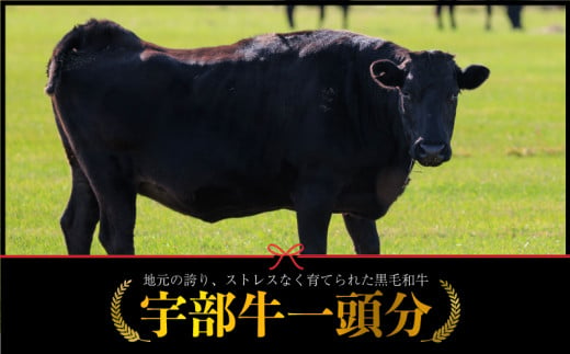 【数量限定】宇部牛　一頭分　黒毛和牛　Ａ５ランク　冷蔵　約300kg　”シャトーブリアンから牛タン、ホルモンまで、食べてみっちゃ、おいしいけえ”【山口県 宇部市 宇部牛 黒毛和牛 オレイン酸 上質 肉質 脂 美味しい 育て方 こだわり 肉 牛丸ごと 一頭 ブランド Ａ５ランク サーロインステーキ リブロース ヘレステーキ イチボ シャトーブリアン 牛タン 牛ホルモン 希少部位 骨付き】