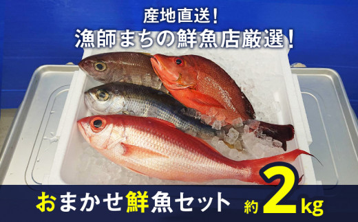 
【産地直送】【漁師まちの鮮魚店厳選】おまかせ鮮魚セット（約2kg）
