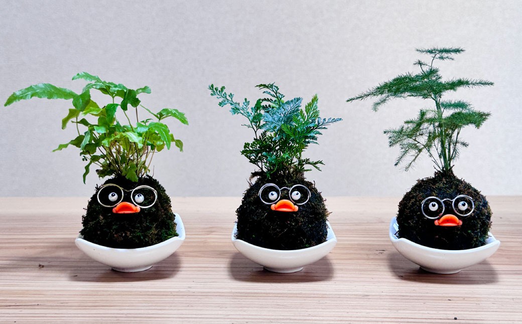 ほっこり 苔玉こけだまこっこちゃん