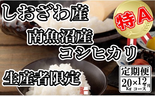 
                  【令和8年産　新米予約】【定期便：20Kg×12ヶ月】生産者限定 契約栽培 南魚沼しおざわ産コシヒカリ【定期便 銘柄米 ブランド米 精米 こしひかり コシヒカリ 魚沼産 新潟米 産地直送 お米 米】【2026年10月上旬から1ヶ月以内に順次発送予定】
                