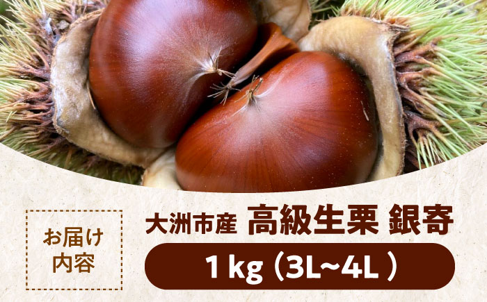 【先行予約】【9月中旬から順次発送】和栗の代表！上品な甘さ！あじさい農園の高級生栗「銀寄」（1kg）　愛媛県大洲市/あじさい農園 [AGAE010]くり クリ モンブラン マロン 秋の味覚 和菓子 栗
