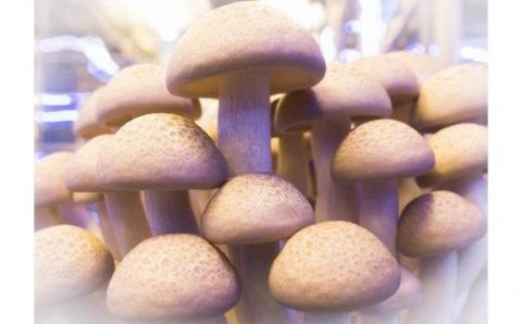 KL-2 歯ごたえ抜群!ブナシメジ