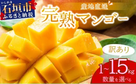 
【2024年6月中旬から順次発送】【訳あり】選べる数量　サイズ不揃い　2～3玉(1kg)/3～5玉(1.5kg)　訳あり品　マンゴー
