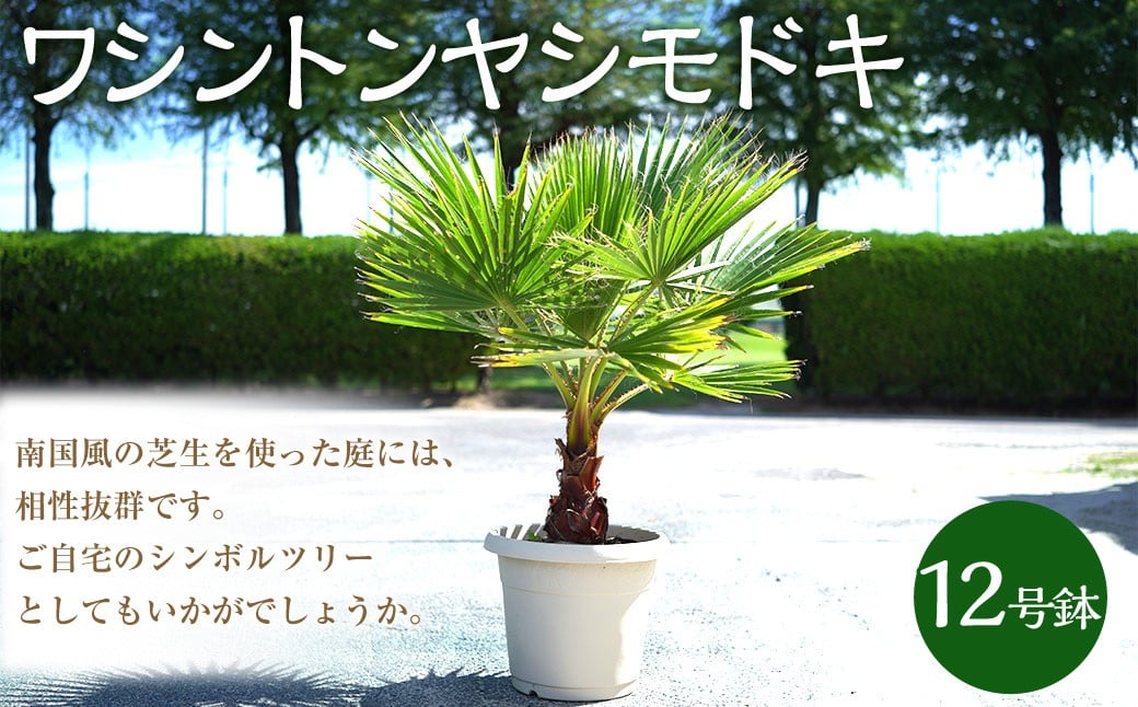 ワシントンヤシモドキ12号鉢