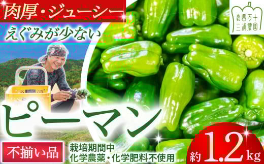 【不揃い品】肉厚ジューシー! 栽培期間中化学農薬・化学肥料不使用のえぐみ少ないピーマン1.2kg ／Fms-11 