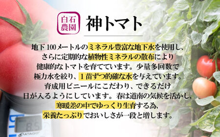 【先行受付】神トマト3K箱 【 ふるさと納税 人気 おすすめ ランキング 野菜 トマト とまと 神トマト リコピン おいしい 新鮮 鮮度抜群 健康 ヘルシー 北海道 北斗市 送料無料 】 HOKY00