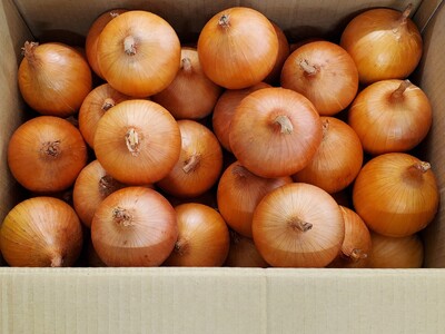 予約受付 たまねぎ 10kg さらき産【2026年7月発送開始】 岩手県 北上市 C0447 令和8年産 国産 玉ねぎ 玉葱 カレー シチュー 新鮮 フレッシュ オニオン サラダ BBQ 焼肉 野菜 