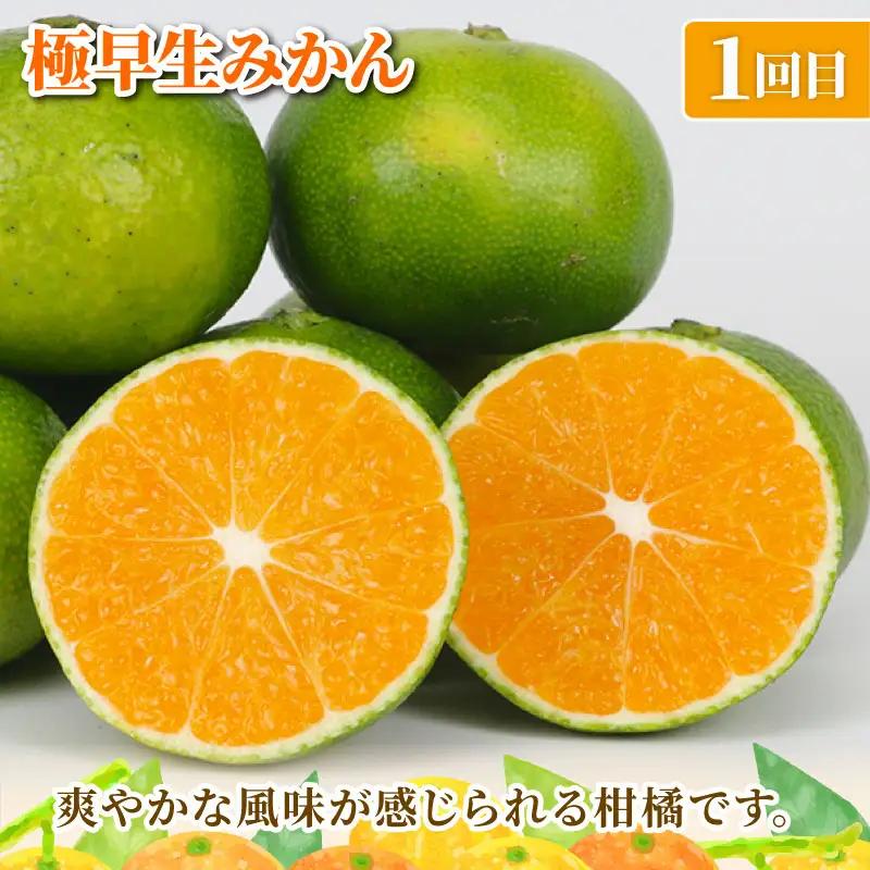 旬の 温州みかん ポンカン 5kg × 4回 定期便 矢野青果 準贈答用 極早生 宮川早生 南柑20号 ぽんかん みかん mikan 愛媛みかん 愛媛ミカン 愛媛蜜柑 果物 くだもの フルーツ 濃厚 