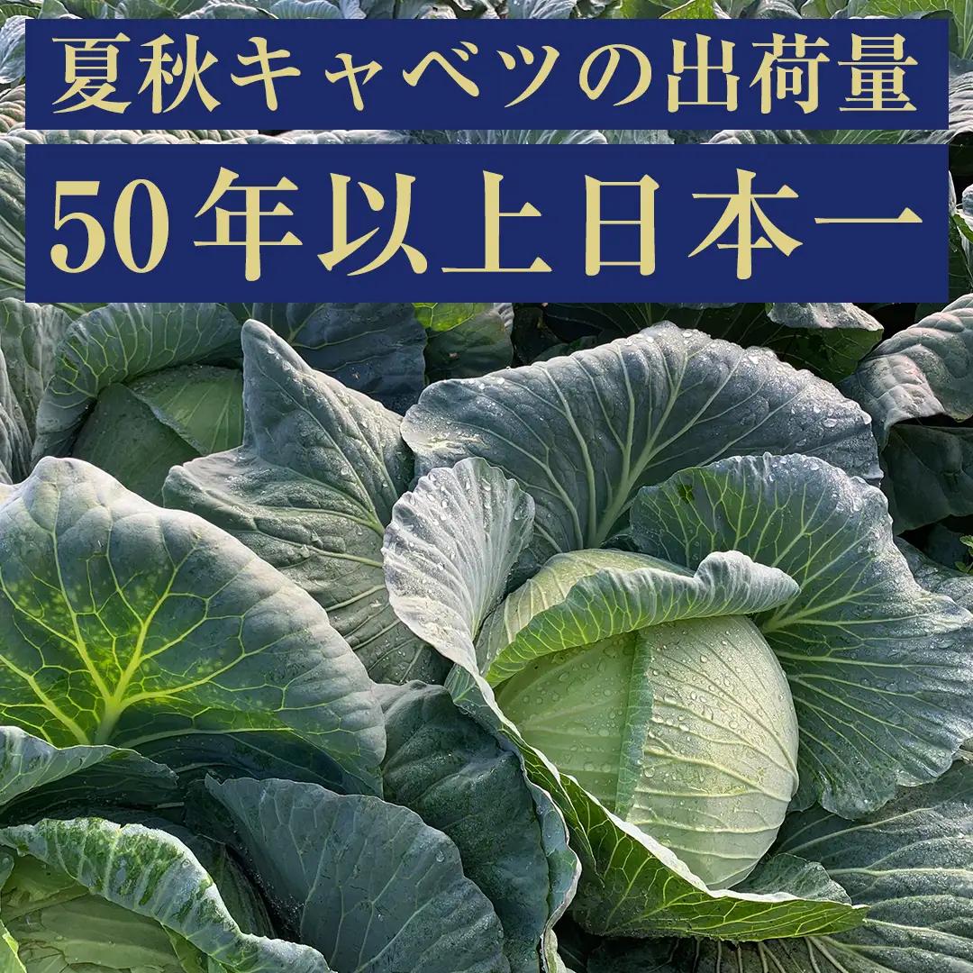 ＜レビューキャンペーン開催中＞ 【7月中旬発送開始】 嬬恋キャベツ 嬬恋産 高原 キャベツ 6玉 1ケース Lサイズ 先行予約 2026年発送 [AS007tu]