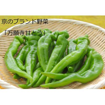 ふるさと納税 綾部市 甘くて美味しい。京のブランド産品「万願寺甘とう」秀品600g